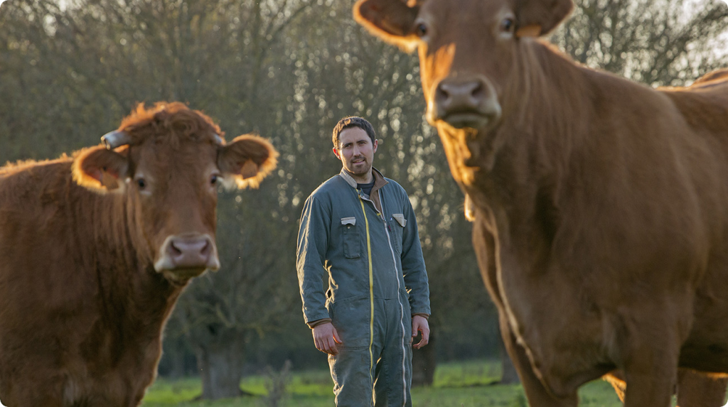David Gélineau et ses vaches de race Limousine.